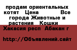 продам ориентальных котят › Цена ­ 5 000 - Все города Животные и растения » Кошки   . Хакасия респ.,Абакан г.